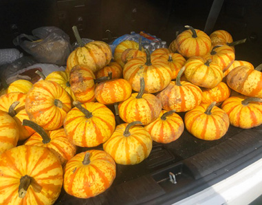 large pile of small sized yellow and orange pumpkins