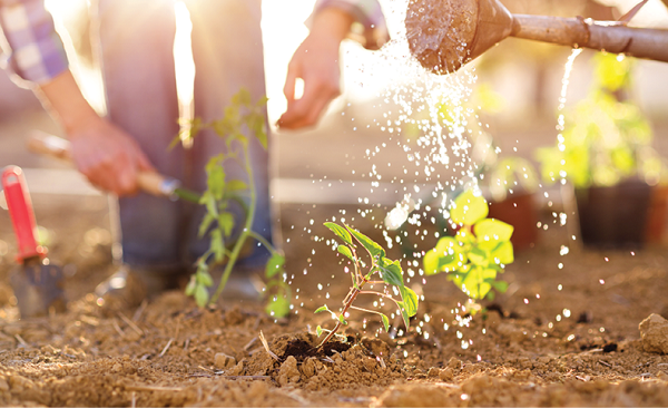 Senior Couple watering seedlings in their garden at sunrise
